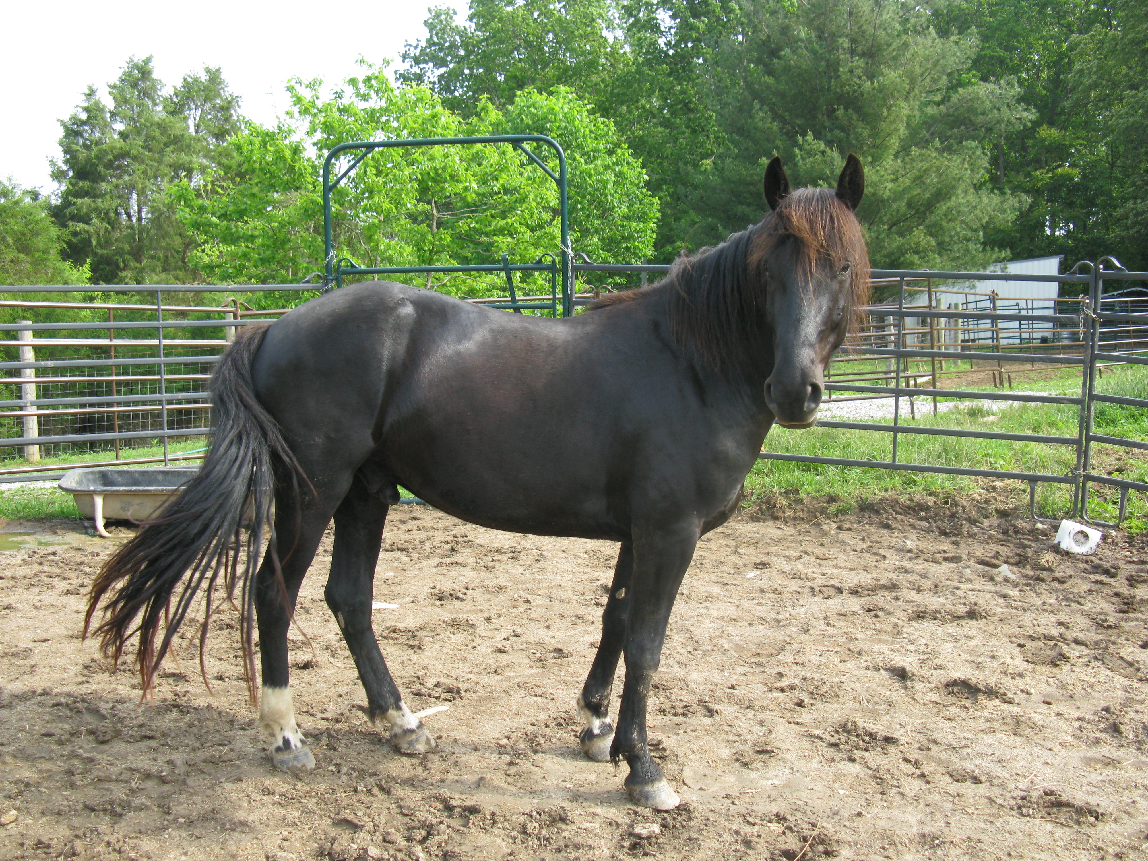 my 3year old gelding