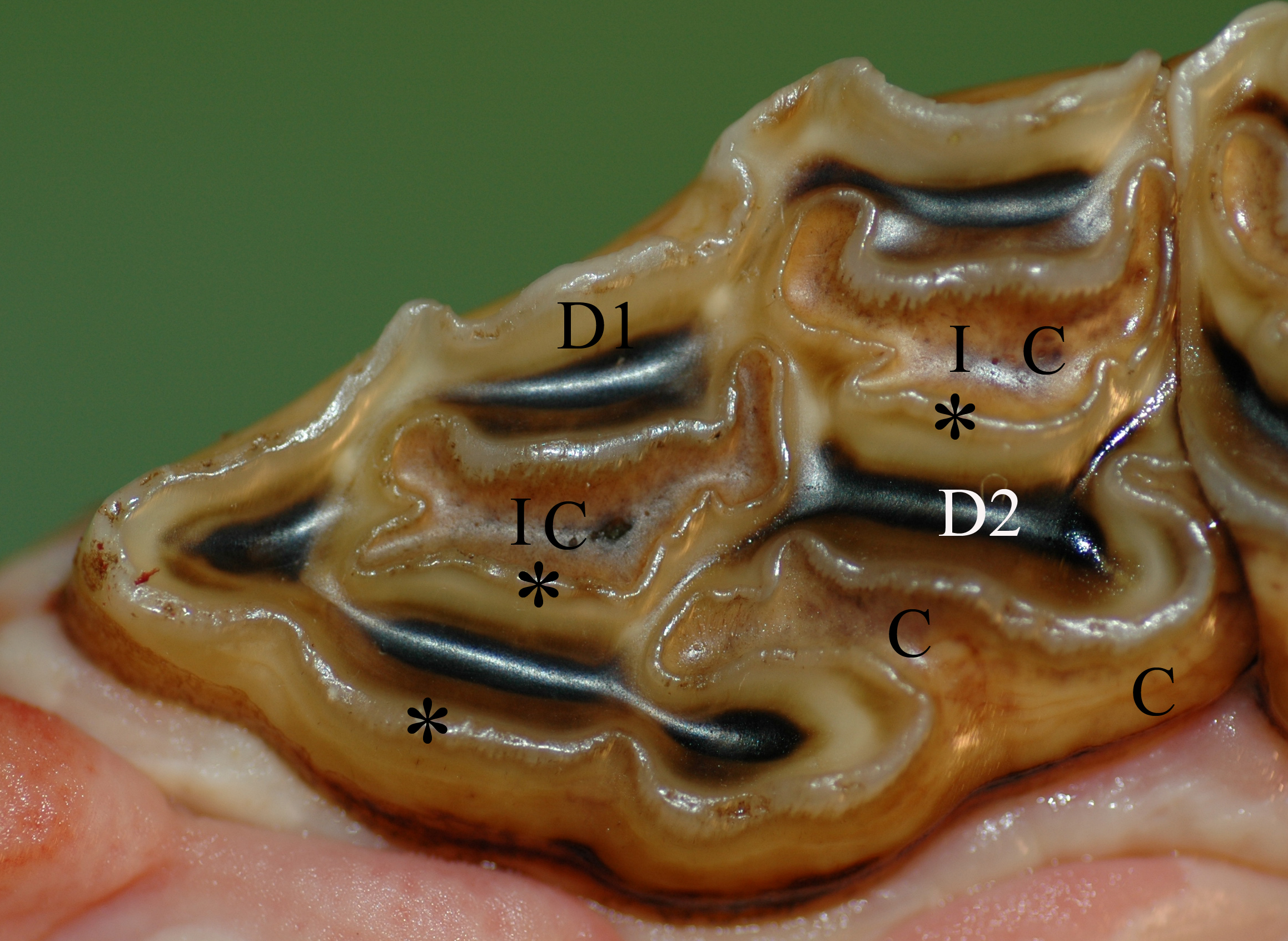 Incredible Horse Teeth Anatomy 2317 x 1693 · 2086 kB · jpeg