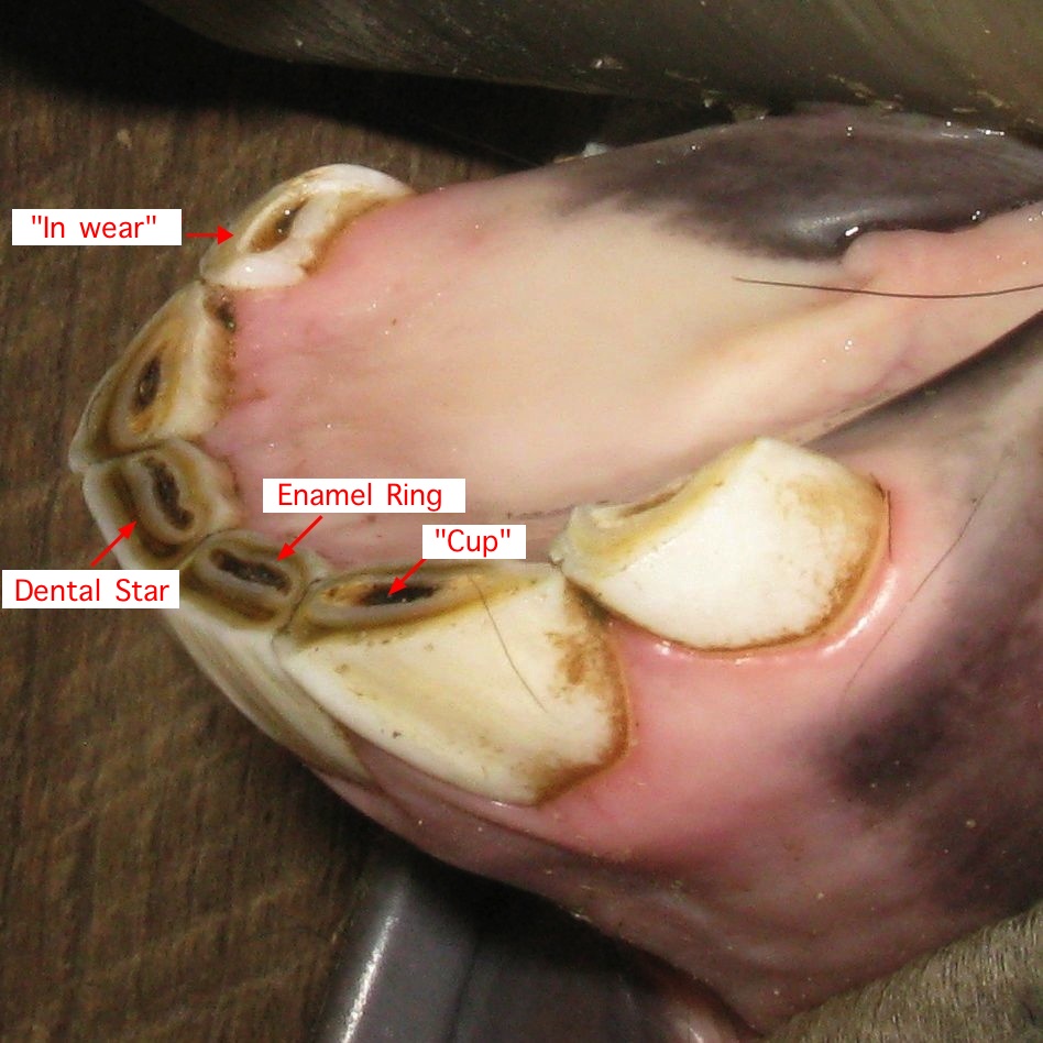 Equine Dental Care and Development