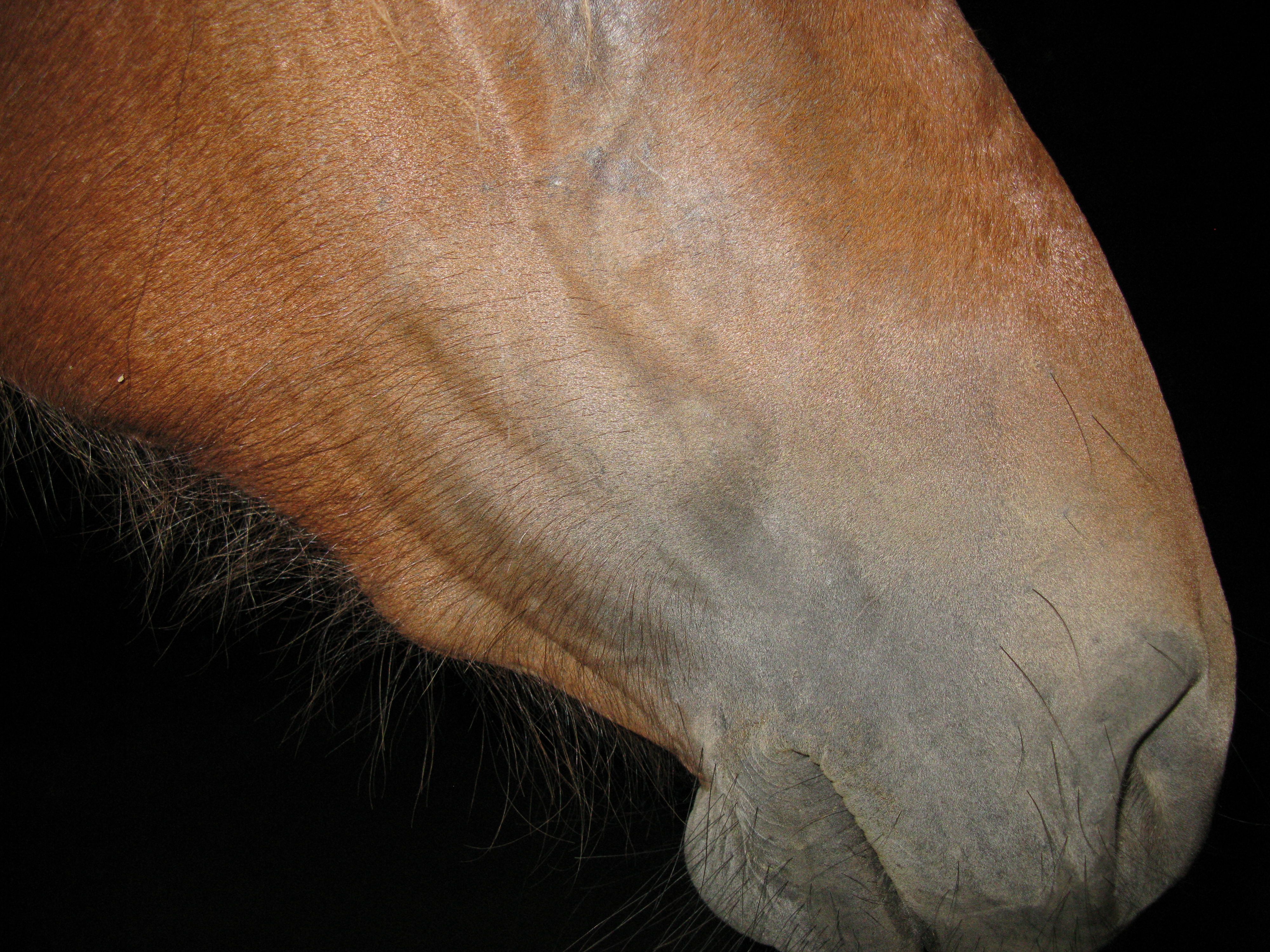 Excited too equine facial swelling final, sorry Possible equine facial swelling charming