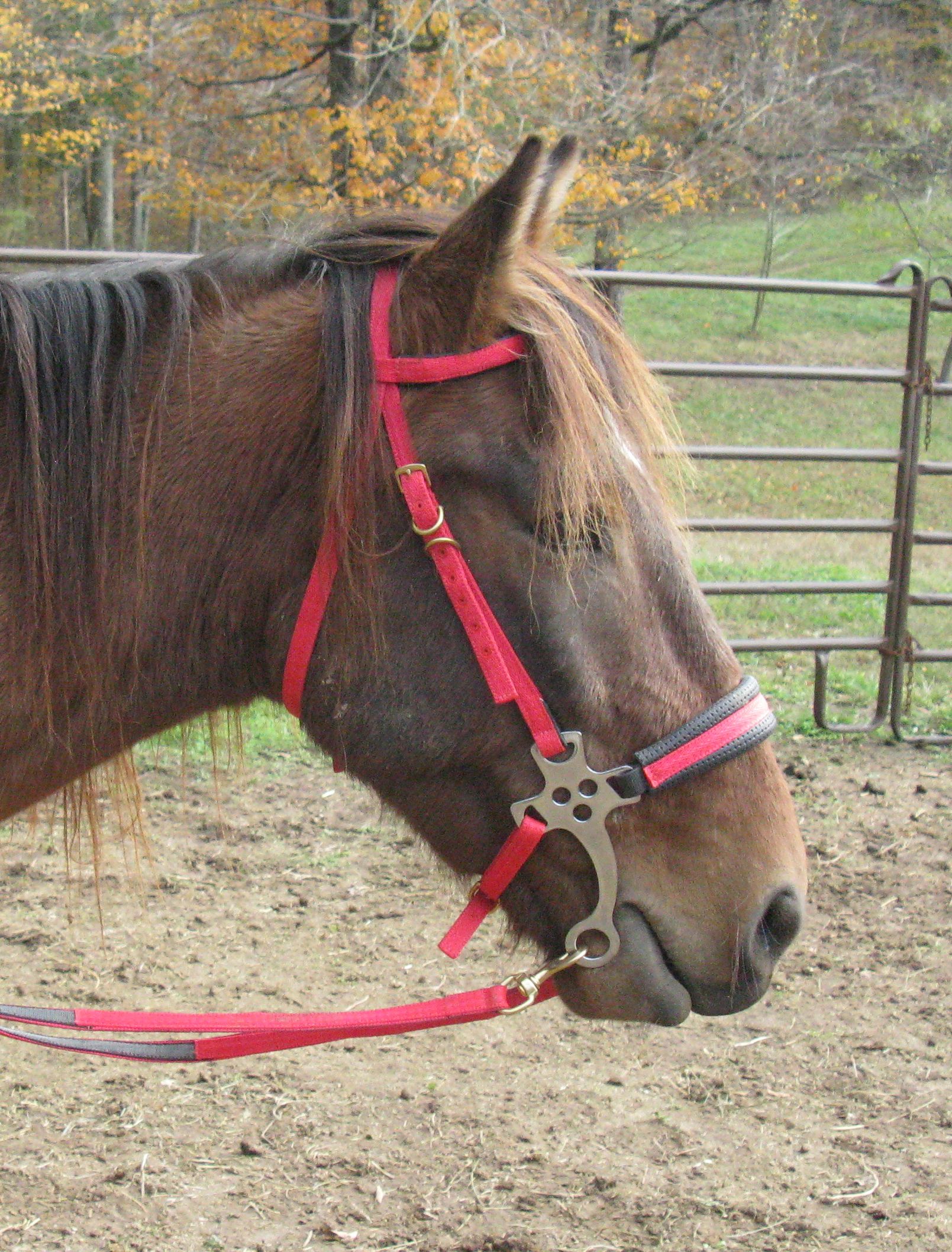 Training Mustang Horses with Bitless Bridles